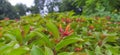 Hamelia patensÃÂ  flowers or ÃÂ firebush or hummingbird bush red flower